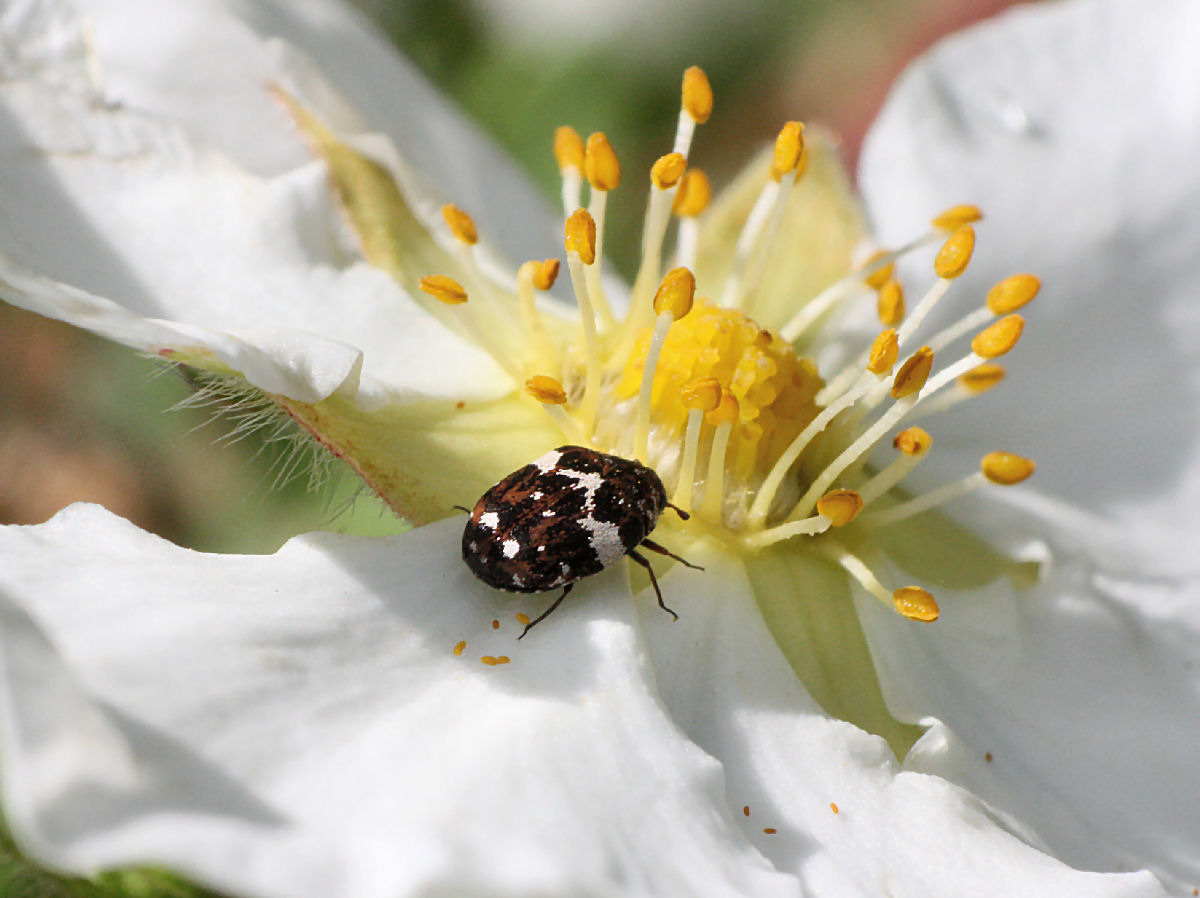 Anthrenus pimpinellae o A. verbasci ?